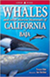 whales-and-other-marine-mammals.jpg