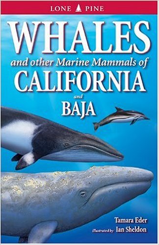 whales-and-other-marine-mammals2.jpg